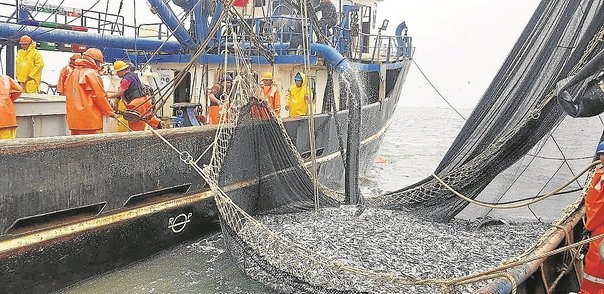 Seafood Media Group - Worldnews - Fishing production increased 48.05% and  anchovy 95,9%