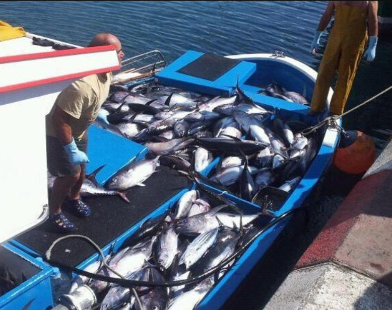EU industrial tuna fishing boats reaching quota in a week is sign