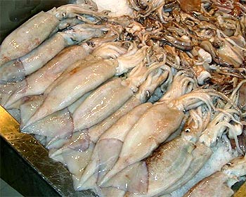 Seafood Media Group - Worldnews - Illex fishing season begins