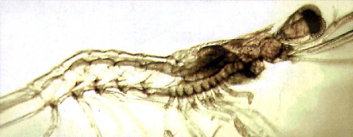 Acuacul.jpg (30350 bytes)