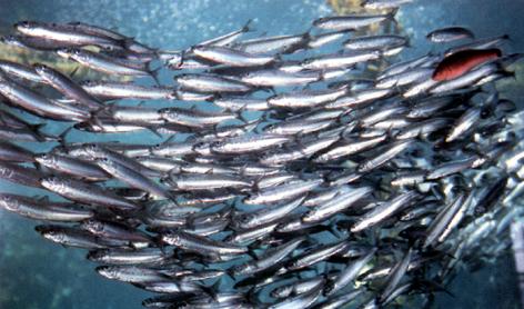 Foto8.jpg (34824 bytes)