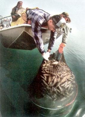 Foto9.jpg (21026 bytes)